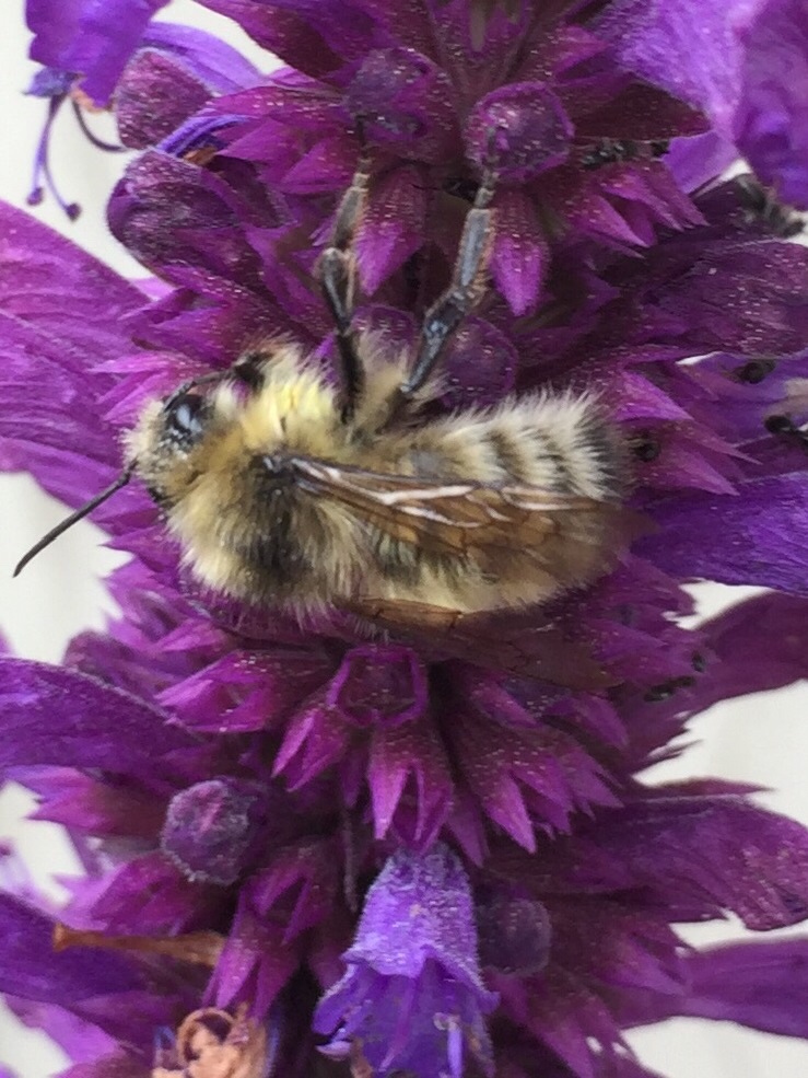 Natural Area and Seasonal&nbsp;Wetland