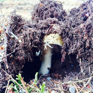 The ground beneath…