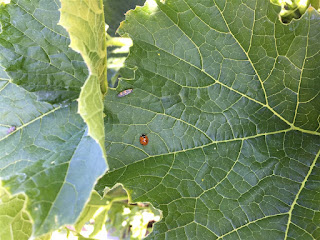 Are you a good bug or a bad&nbsp;bug?