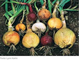 Onions – seeds, sets or transplants? A new member&nbsp;question