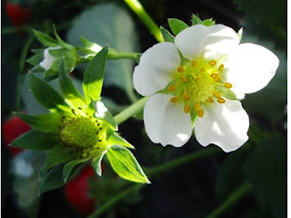 Strawberries Fragaria × ananassa- Rosaceae or rose family – vocabulary words runner or stolon,&nbsp;crown