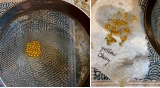 Saving Seeds – Tomato&nbsp;Seeds